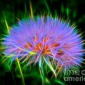 Colorful Puffball