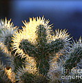 Prickly Sunset
