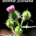 Bonnie Scotland