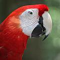 Polly