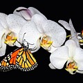 Thirsty Butterflies